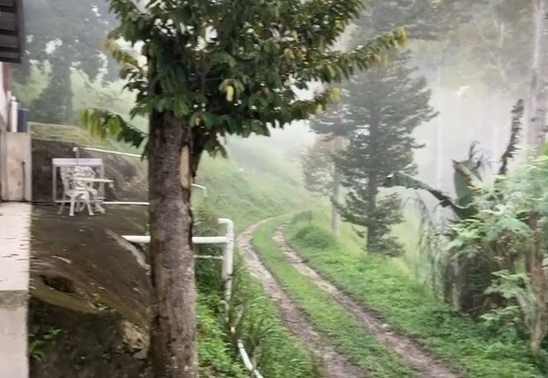 Bentong 5.75 acres Musang King durian 