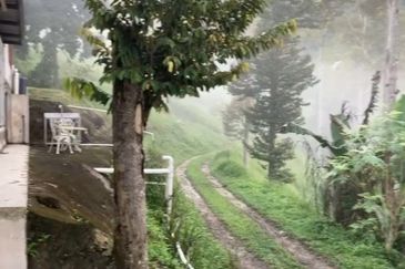 Bentong 5.75 acres Musang King durian 