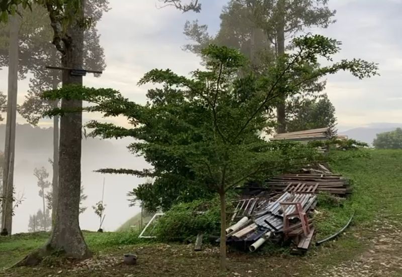 Bentong 5.75 acres Musang King durian 