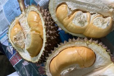 Bentong 5.75 acres Musang King durian 