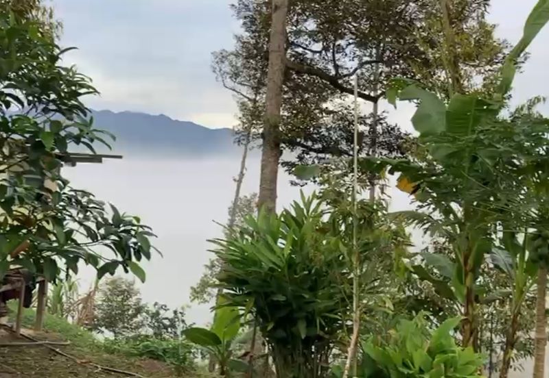 Bentong 5.75 acres Musang King durian 