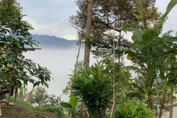 Bentong 5.75 acres Musang King durian 