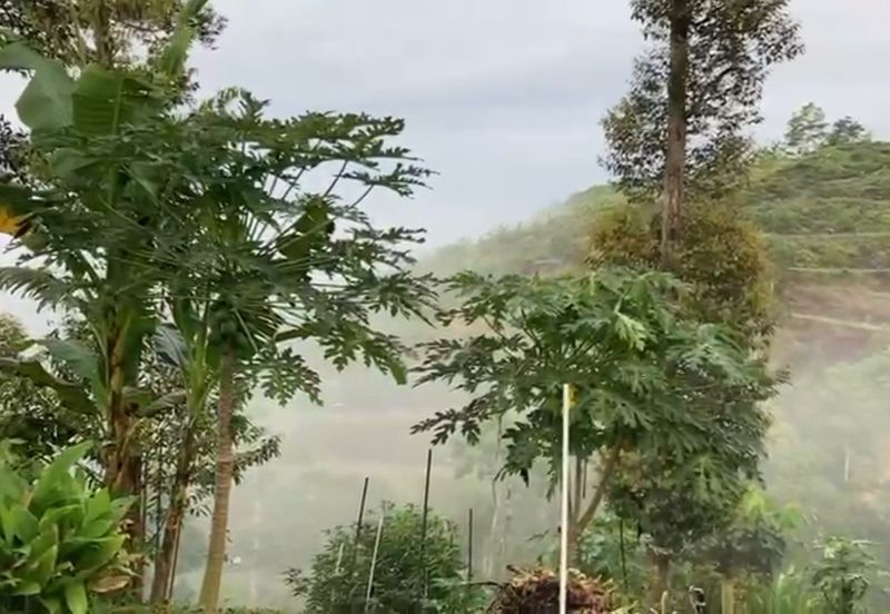 Bentong 5.75 acres Musang King durian 