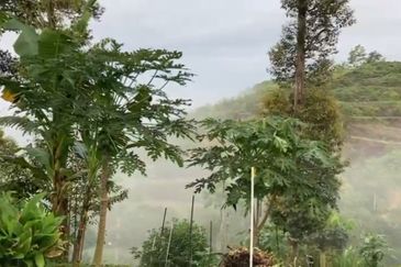 Bentong 5.75 acres Musang King durian 