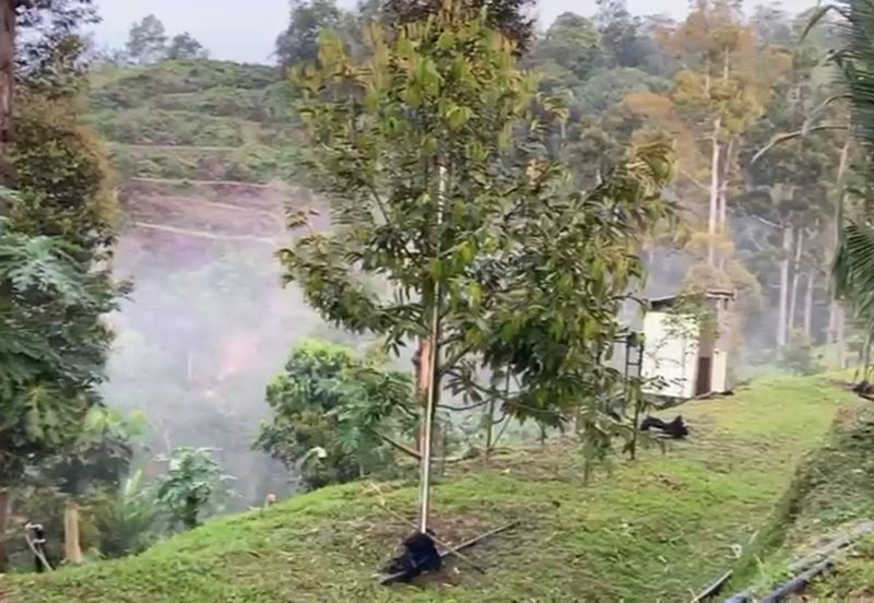 Bentong 5.75 acres Musang King durian 