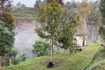 Bentong 5.75 acres Musang King durian 