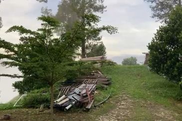 Bentong 5.75 acres Musang King durian 