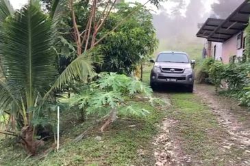 Bentong 5.75 acres Musang King durian 