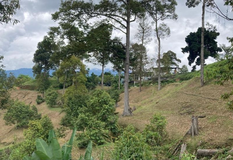 Bentong 5.75 acres Musang King durian 