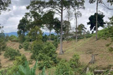 Bentong 5.75 acres Musang King durian 