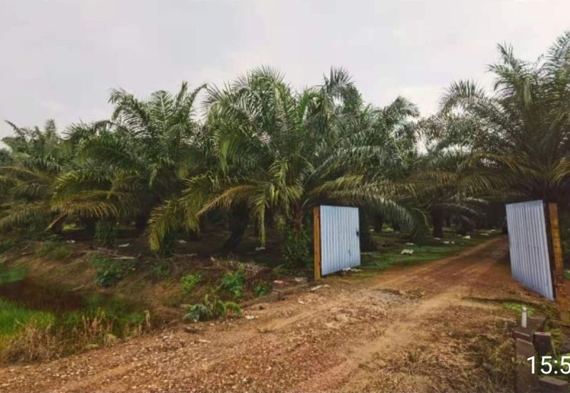 Telok Panglima Garang 2 acres oil palm