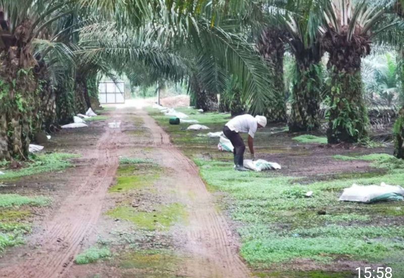 Telok Panglima Garang 2 acres oil palm