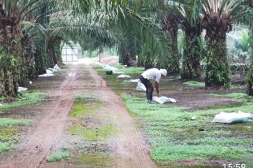 Telok Panglima Garang 2 acres oil palm