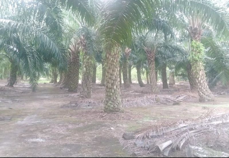 Telok Panglima Garang 2 acres oil palm