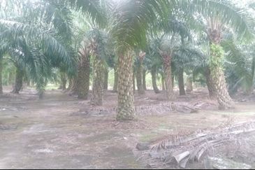 Telok Panglima Garang 2 acres oil palm