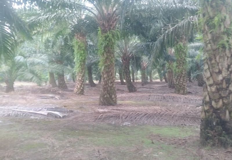 Telok Panglima Garang 2 acres oil palm