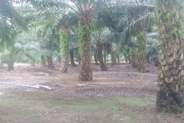 Telok Panglima Garang 2 acres oil palm