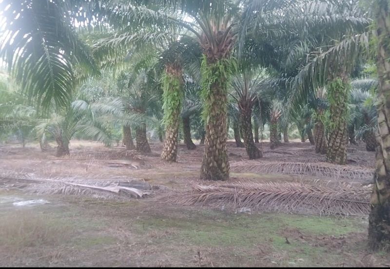 Telok Panglima Garang 2 acres oil palm