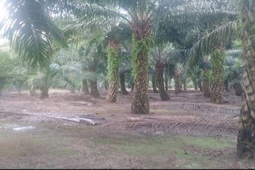 Telok Panglima Garang 2 acres oil palm