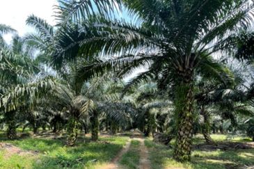 Telok Panglima Garang 2 acres oil palm