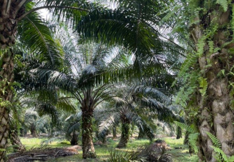 Telok Panglima Garang 2 acres oil palm