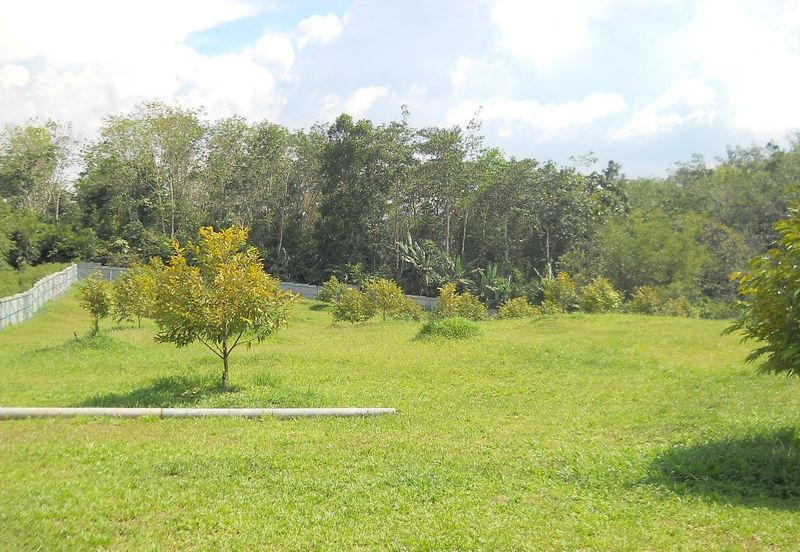 Durian Plantation