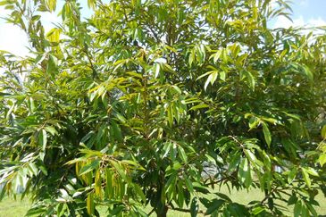 Durian Plantation