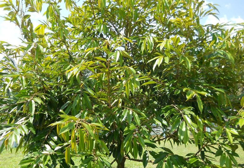 Durian Plantation