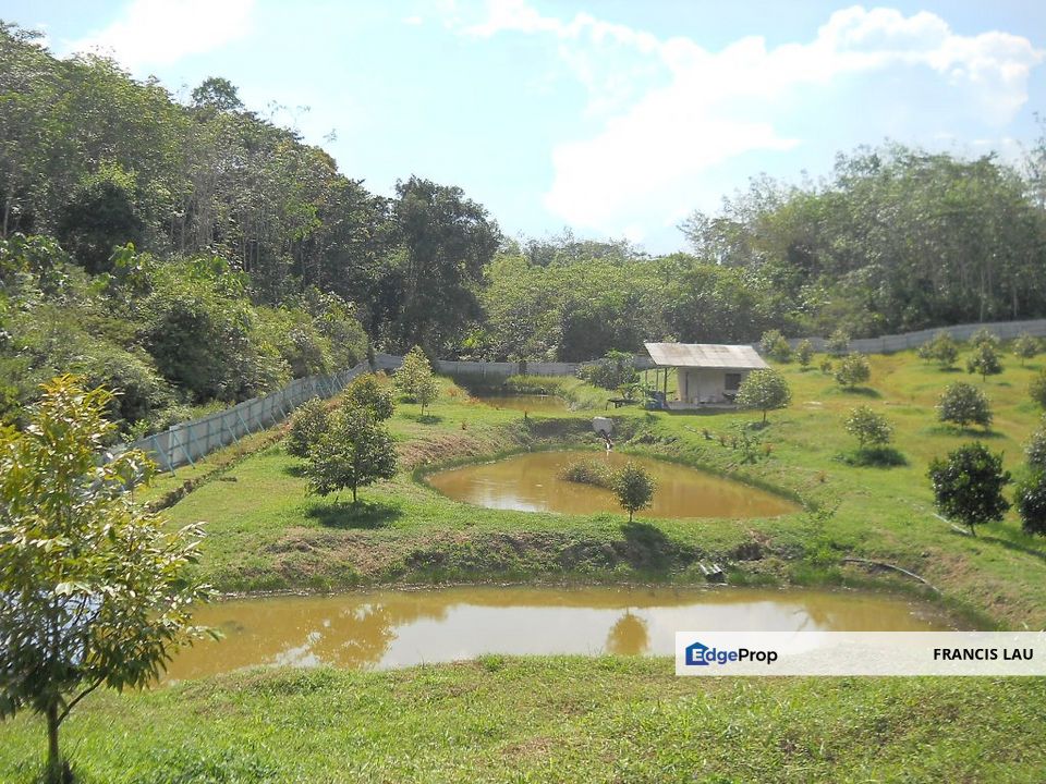 Durian Plantation, Perak, Tanjung Malim