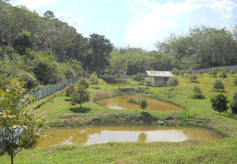 Durian Plantation
