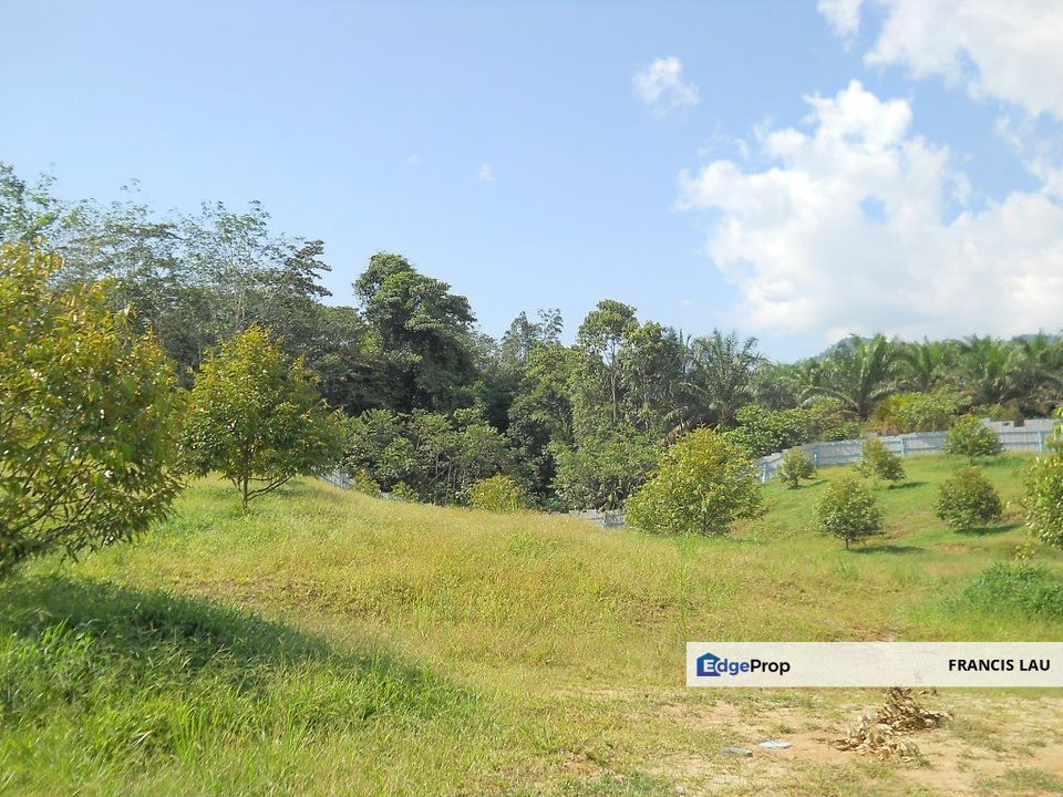 Durian Plantation, Perak, Tanjung Malim