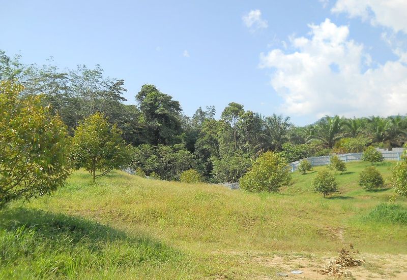 Durian Plantation