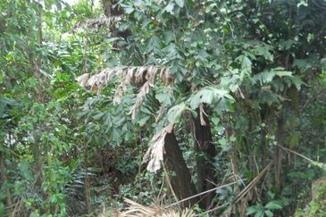 Seksyen 12, Shah Alam