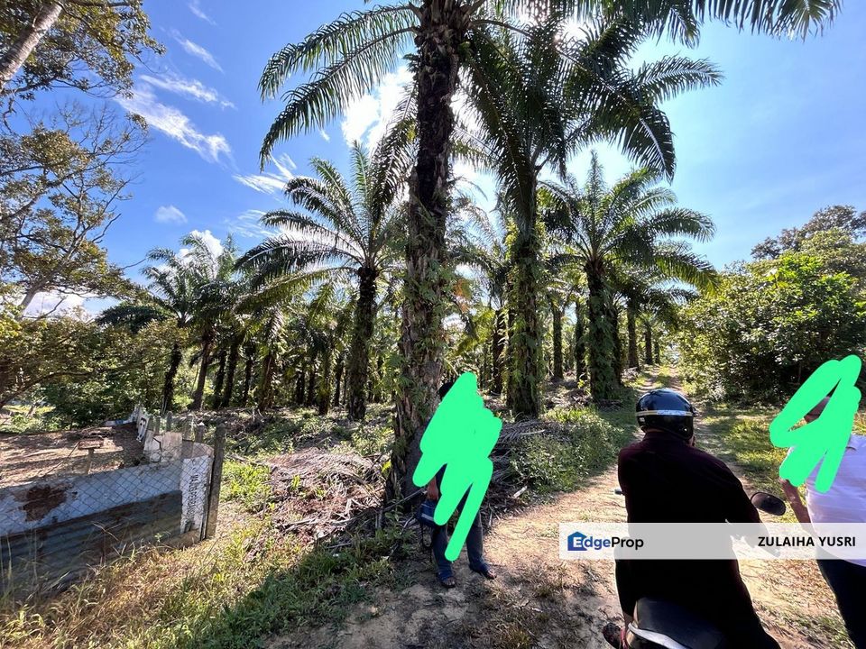 Tanah Pertanian Sawit RTK Gambang Kuantan Murah, Pahang, Kuantan