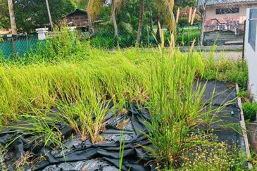 KAMPUNG CHENGAL LEMPONG