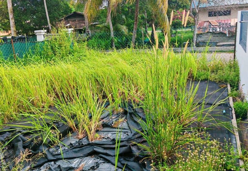 KAMPUNG CHENGAL LEMPONG