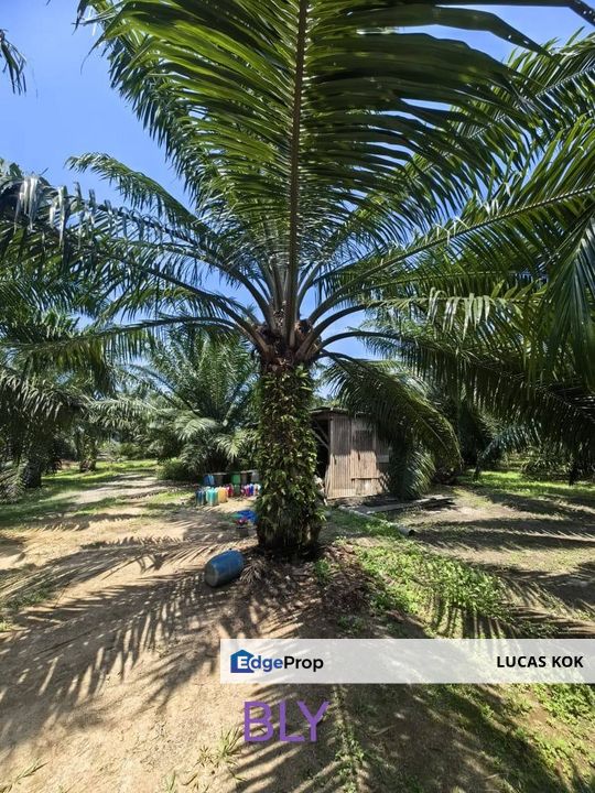 2 Acres Agricultural Land Kelanang Jugra Banting Kuala Langat For Sell Klang, Selangor, Banting