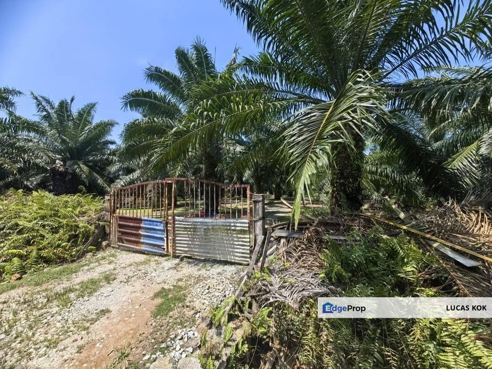 2 Acres Agricultural Land Kelanang Jugra Banting Kuala Langat For Sell Klang, Selangor, Banting