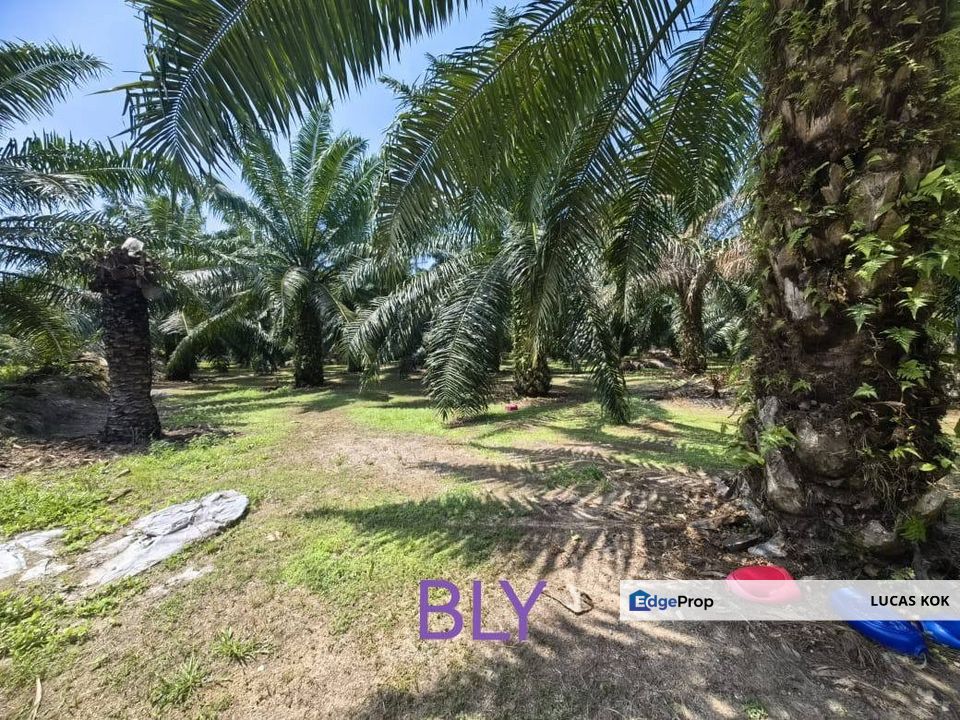 2 Acres Agricultural Land Kelanang Jugra Banting Kuala Langat For Sell Klang, Selangor, Banting