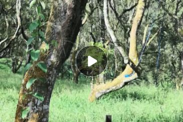 Sg klau  Bentong-Rzub(Tras) 