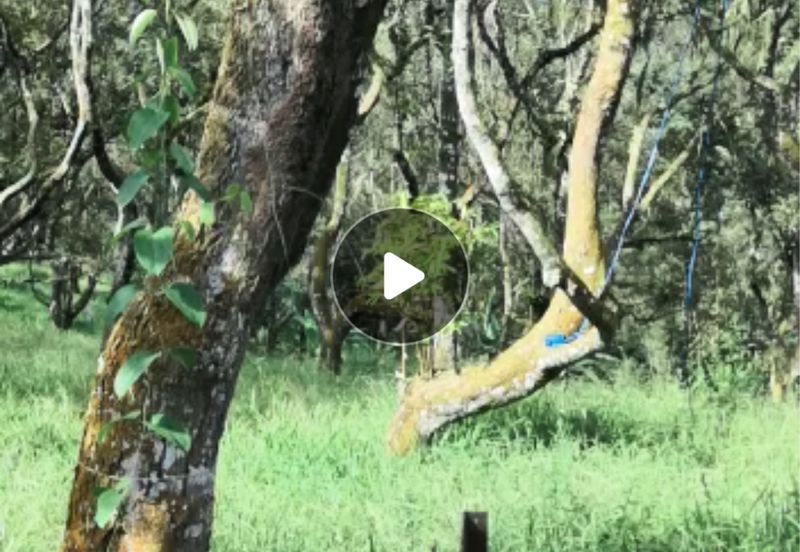 Sg klau  Bentong-Rzub(Tras) 