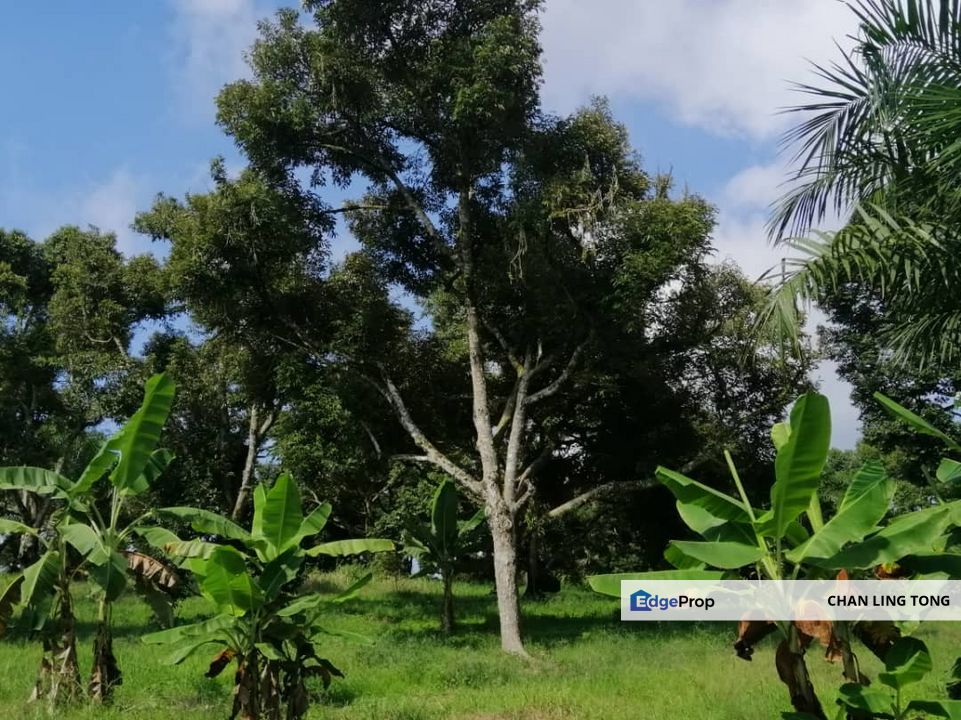 Durian Orchard For Sale, Pahang, Raub