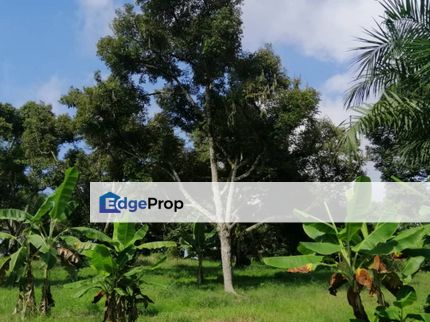 Durian Orchard For Sale, Pahang, Raub