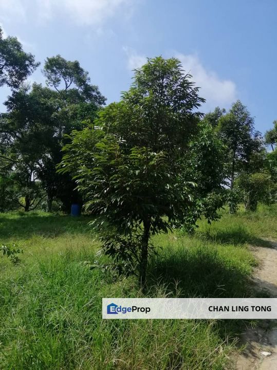 Durian Orchard For Sale, Pahang, Raub