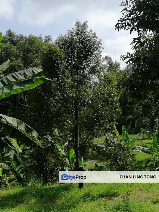 Durian Orchard For Sale, Pahang, Raub