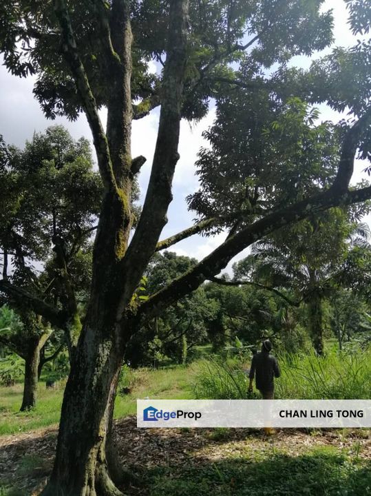 Durian Orchard For Sale, Pahang, Raub