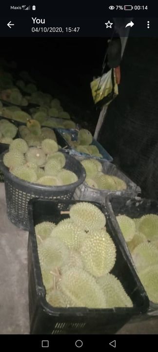 Durian Orchard For Sale, Pahang, Raub