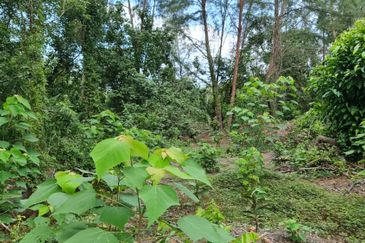 Lot Tanah Pertanian Kg Hijrah Penor Pulau Dar