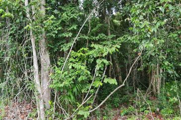 Lot Tanah Pertanian Kg Hijrah Penor Pulau Dar