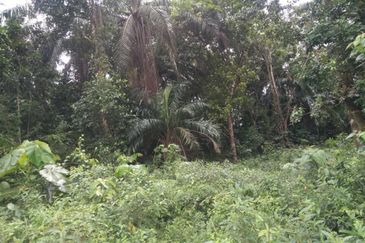 Lot Tanah Pertanian Kampung Atong Sungai Lembing